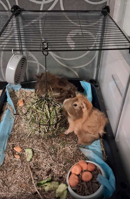 2 świnki morskie samce oddam za darmo w dobre ręce