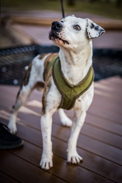 Dino do adopcji , mix amstaff