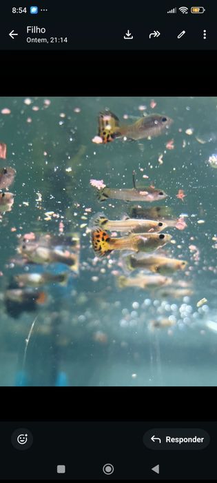 Tenho muitos guppies para vender