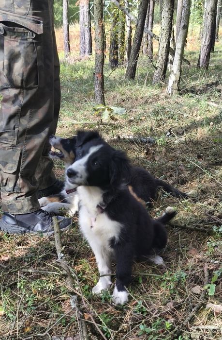 Border Collie - kapitalna suczka