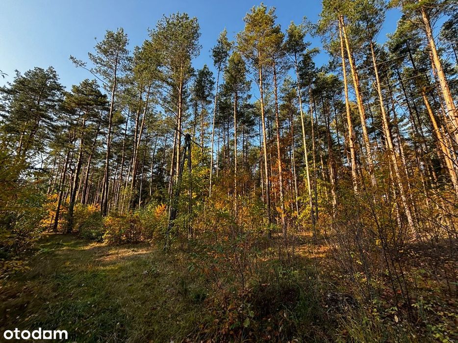 Działka leśno-budowlana w miejscowości Błędnica, 9,7142 ha