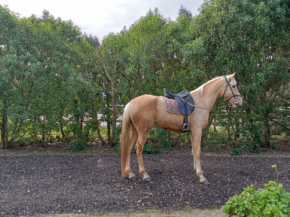 Égua lusoarabe palomona