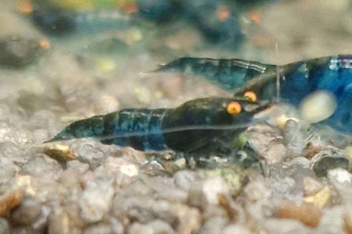 Krewetki Neocaridina Orange Eye Blue Dream