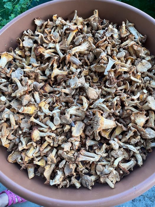 Grzyby Suszone Kurka Pieprznik