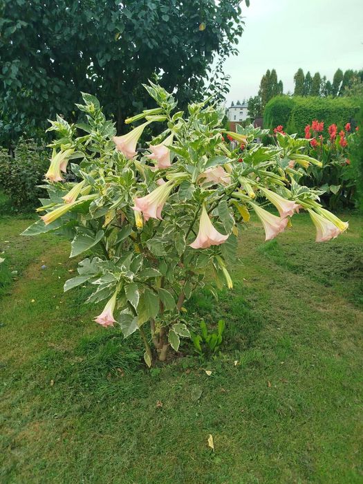 Kwiat ogrodowy Brugmansja 160 i 150 cm