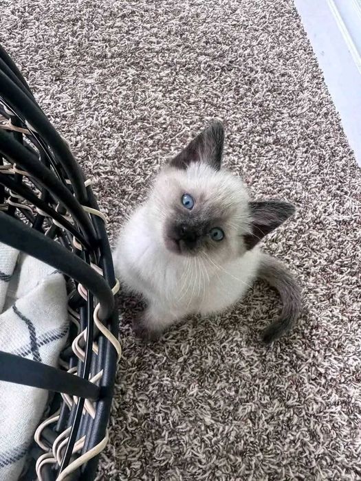 Сіамські кошенята