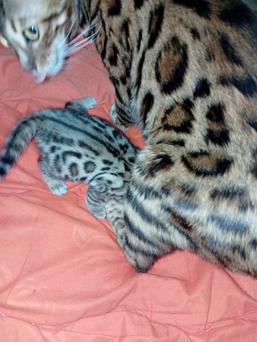 Бенгальский котёнок бенгалы