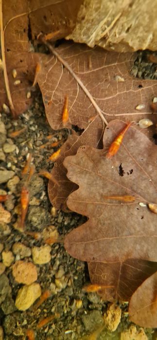 Krewetki słodkowodne Neocaridina Davidi var. Red Cherry