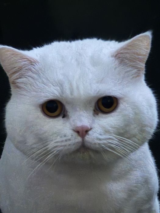 Кот британец Приглашает в гости кошечку