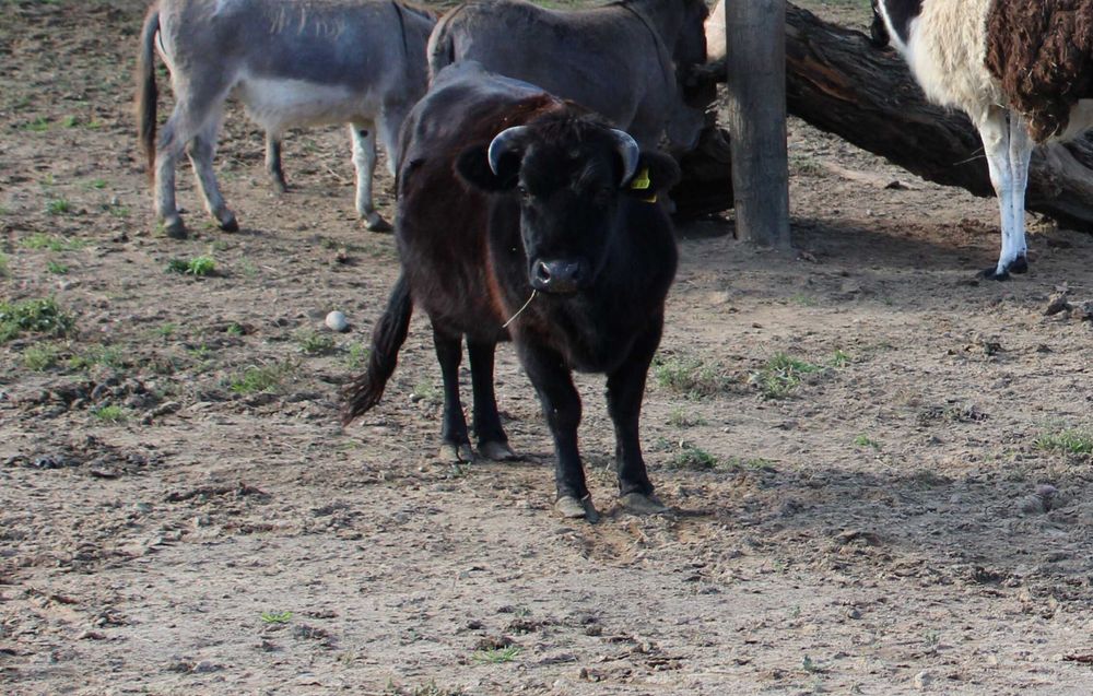 Krowa i jałówka typu Angus czarne miniaturki