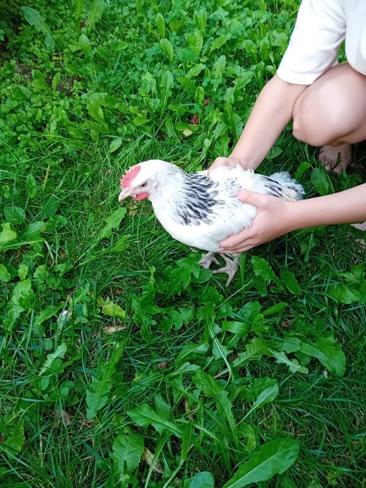 Kury Kura Rosy naturalne ekologiczne kury pisklaki kury Rosy araucany