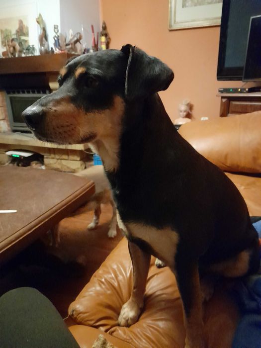Zaginął piesek pinczer