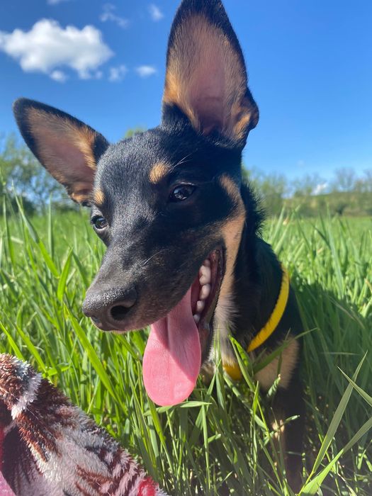 Отдам прекрасную собаку в хорошие , надежные руки . Только любящим