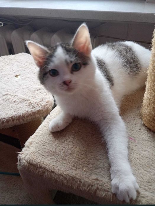 Uroczy przytulaśny Bubuś szuka domu