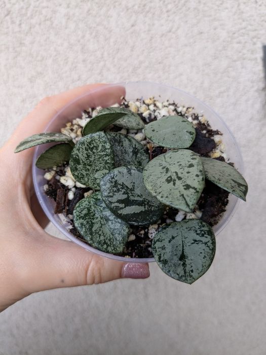 Hoja/Hoya Mathilde Splash