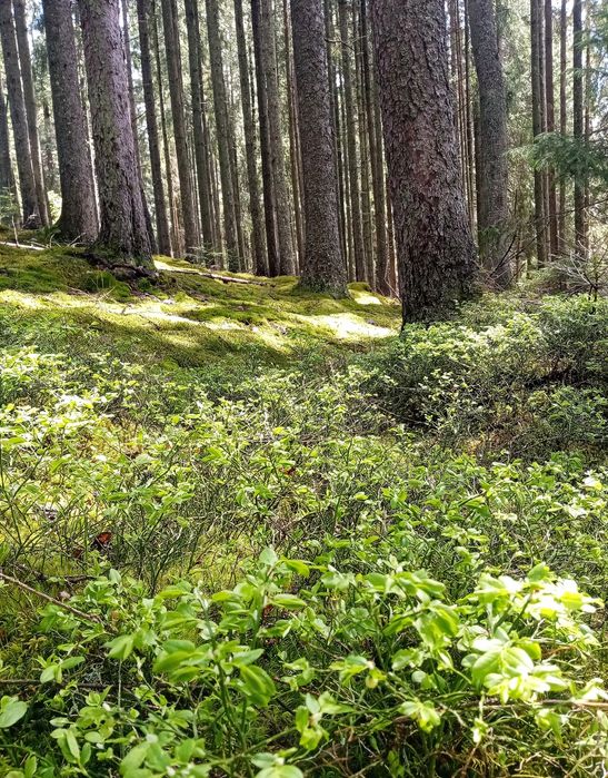 Корм для кроликів, шиншил, морських свинок - дикоросла чорниця