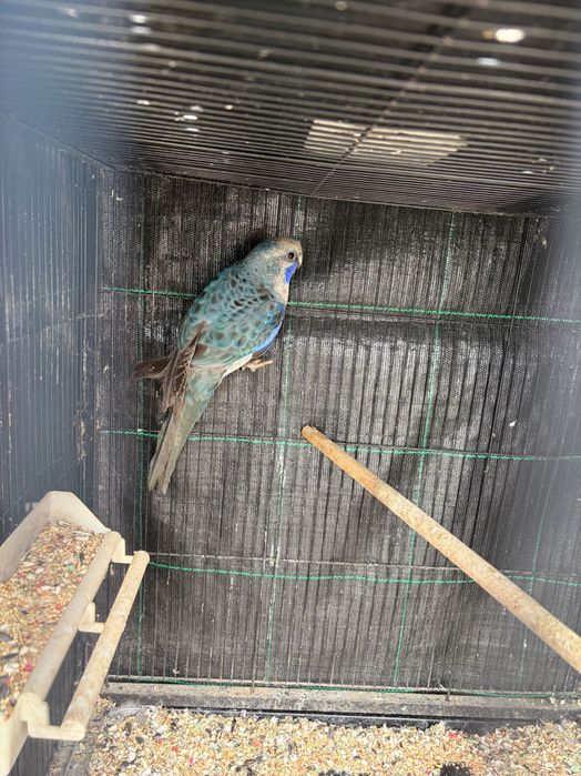 Vendo rosela azul