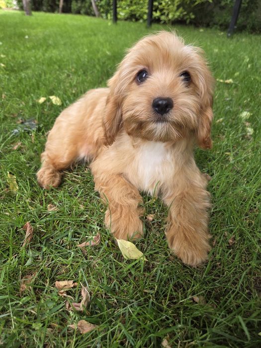 Cavapoo szczeniak