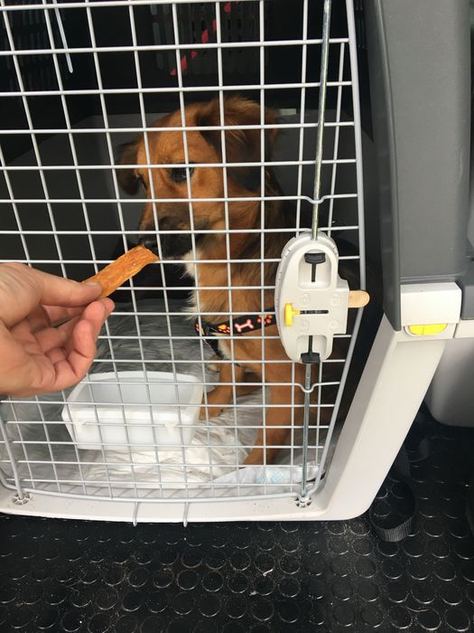 VIP Pet Przewóz transport zwierząt domowych psy koty itp.