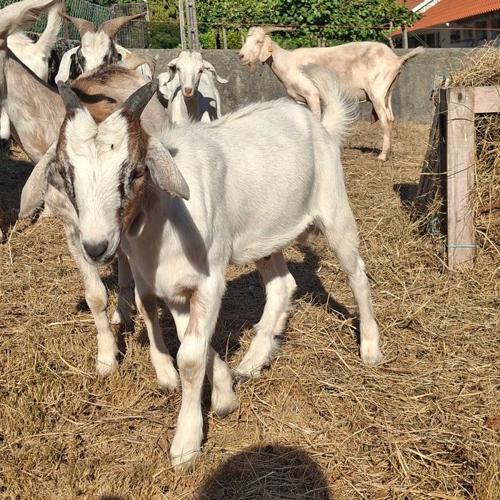 Vendo cabrito cruzado boer