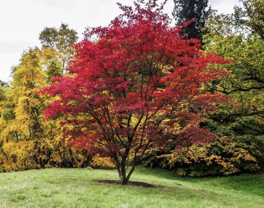 Acer Palmatum 150 cms
