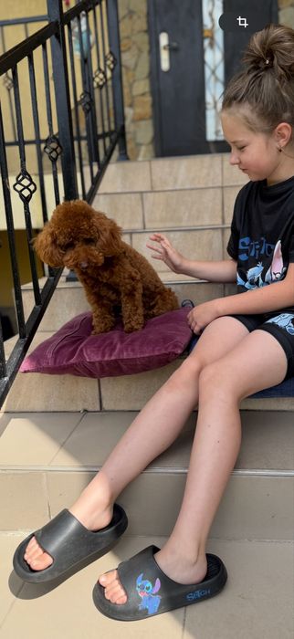 Красуня дівчинка пудель доставка