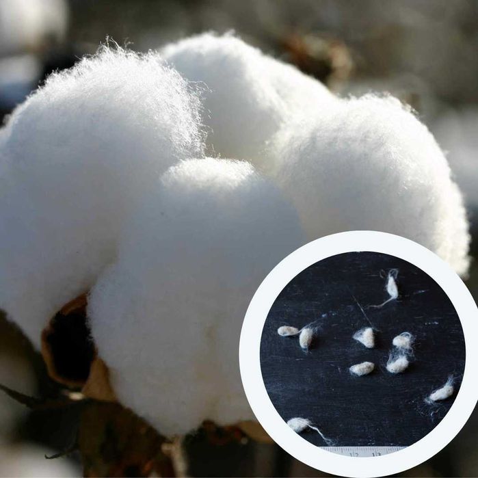 Сухоцвіти насіння (15 видів) сухоцветы семена для вирощування