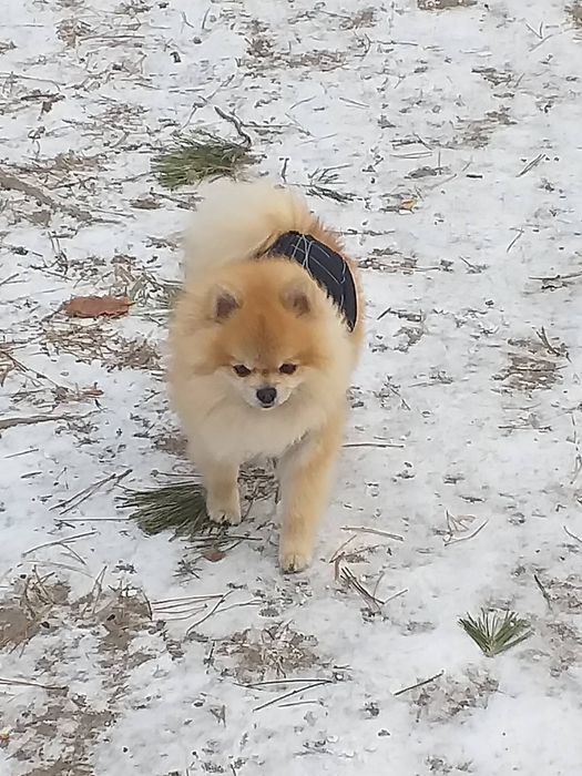 Кобель для вязки