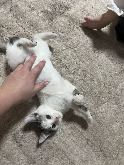 віддам котика ( дівчинака біленька)