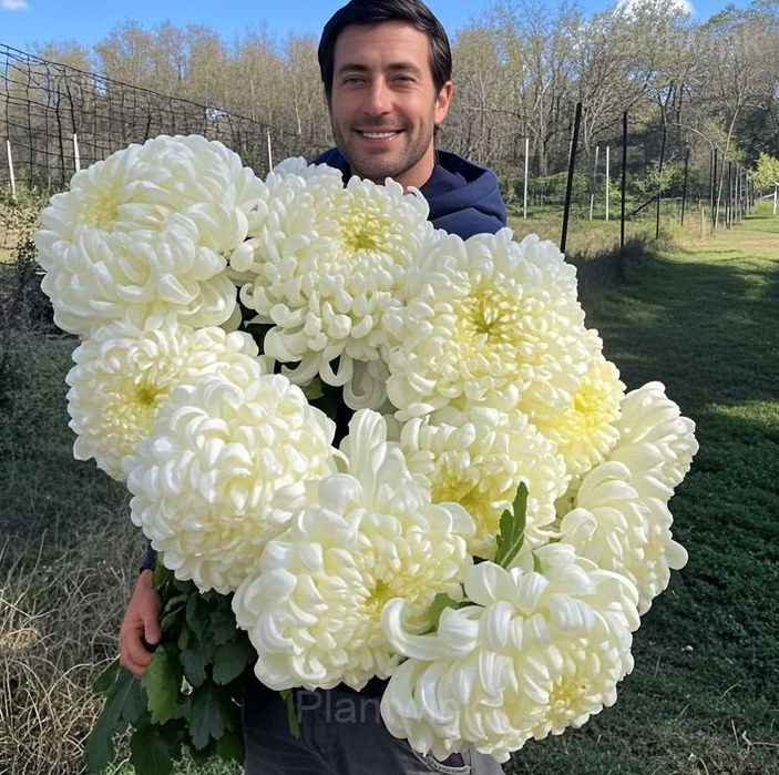 Хризантеми, саджанці в контейнерах!