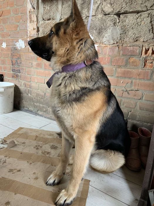 Німецька вівчарка в'язка