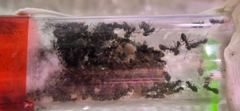 Kolonia Lasius niger  — 100+ robotnic + wyposażenie