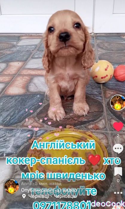 Грайливий, веселий та відданий хлопчик англійський кокер-спанієль шукає власника.