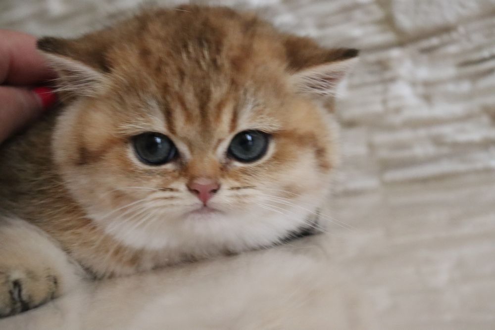 Золотая британская девочка