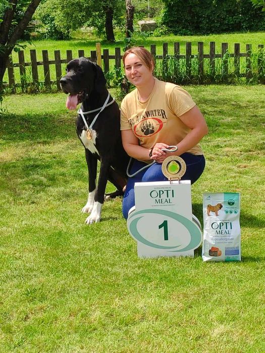 Німецький дог кобель для в'язки