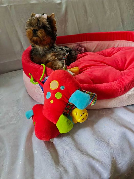 Urocza suczka york yorkshire terrier