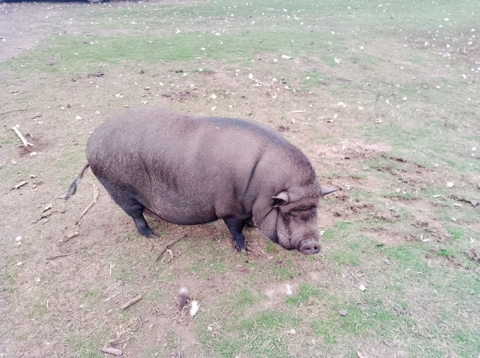 Порося в'єтнамське