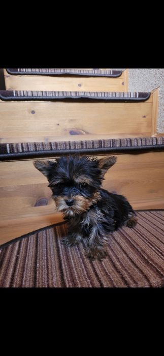 York Yorkshire Terrier