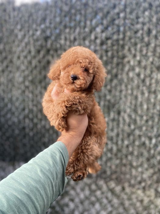 Гарнюні мальтіпу (мальтипу)