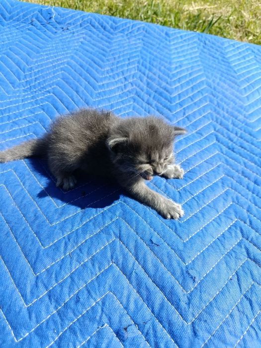Кошенята для відлову мишів