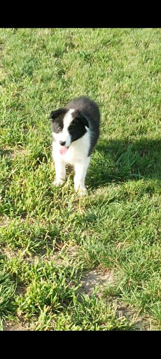 Szczeniak border collie