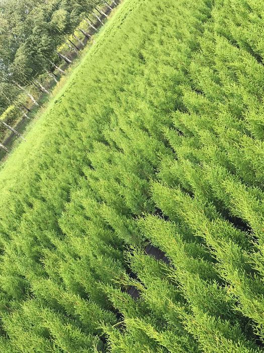 tuja szmaragd piękna,doniczkaC2 80cm jakość premium JESIENNA PROMOCJA!