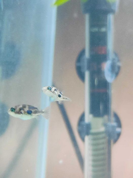 Carinotetraodon travancoricus (Peixe balão anão)