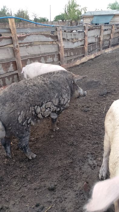 Є на продаж поросята такої породи:. Мангали .Кармали. Та Міні-пігов.