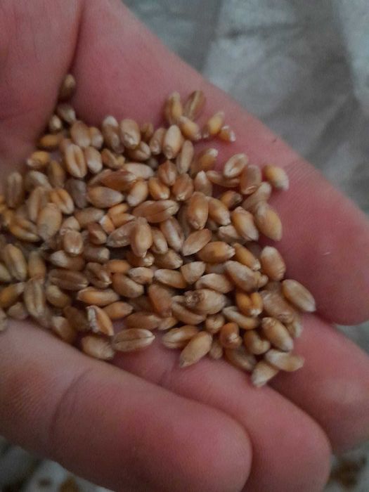 Pszenica - nasiona karma dla kur, gołębi, ryb WYSYŁKA