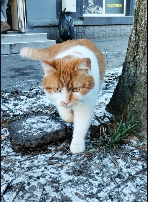 Кішечку в добрі руки