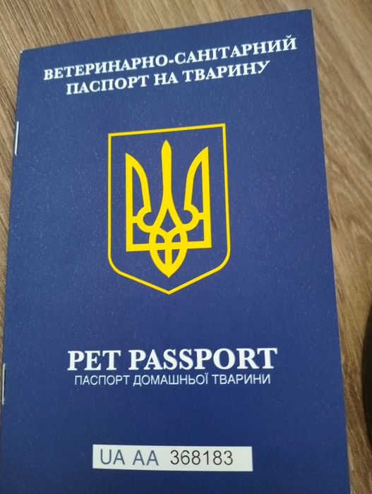 Цуценя добермана