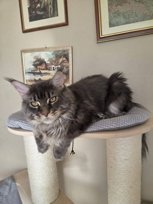 Kocurek Maine Coon