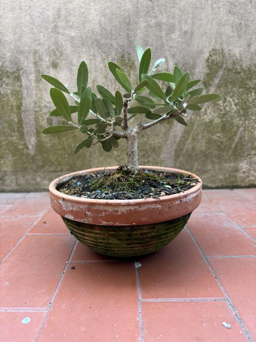 Pré-bonsai de oliveira