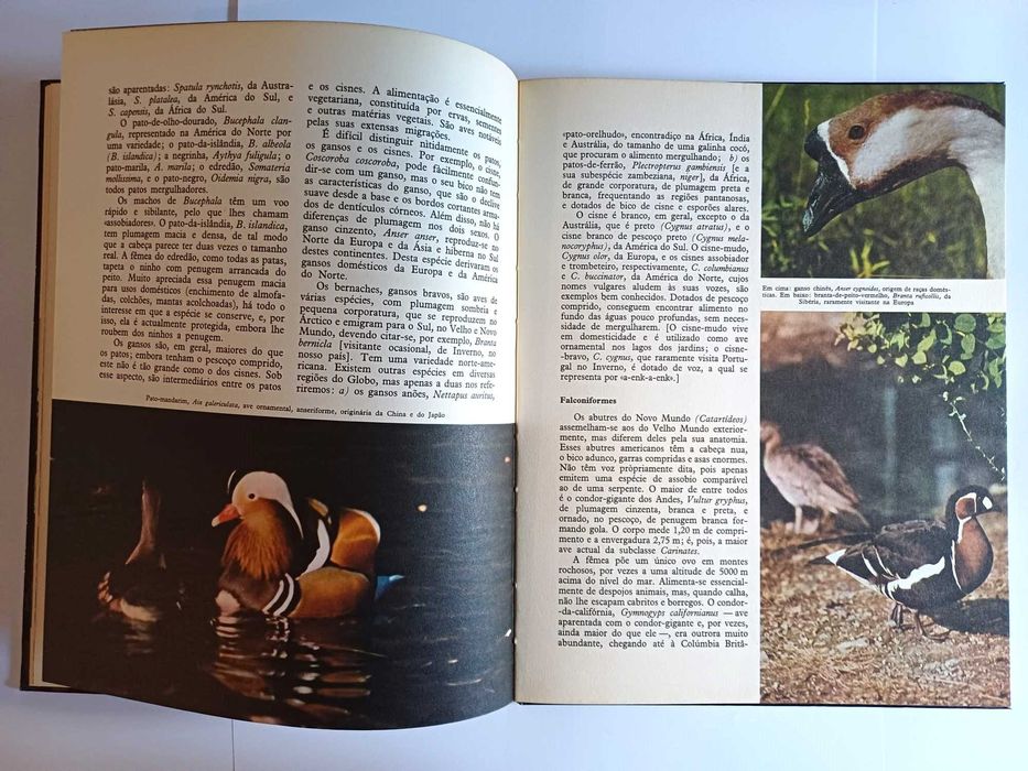 Enciclopédia do reino animal, vol 6 - sobre Aves, Verbo Juvenil 1970